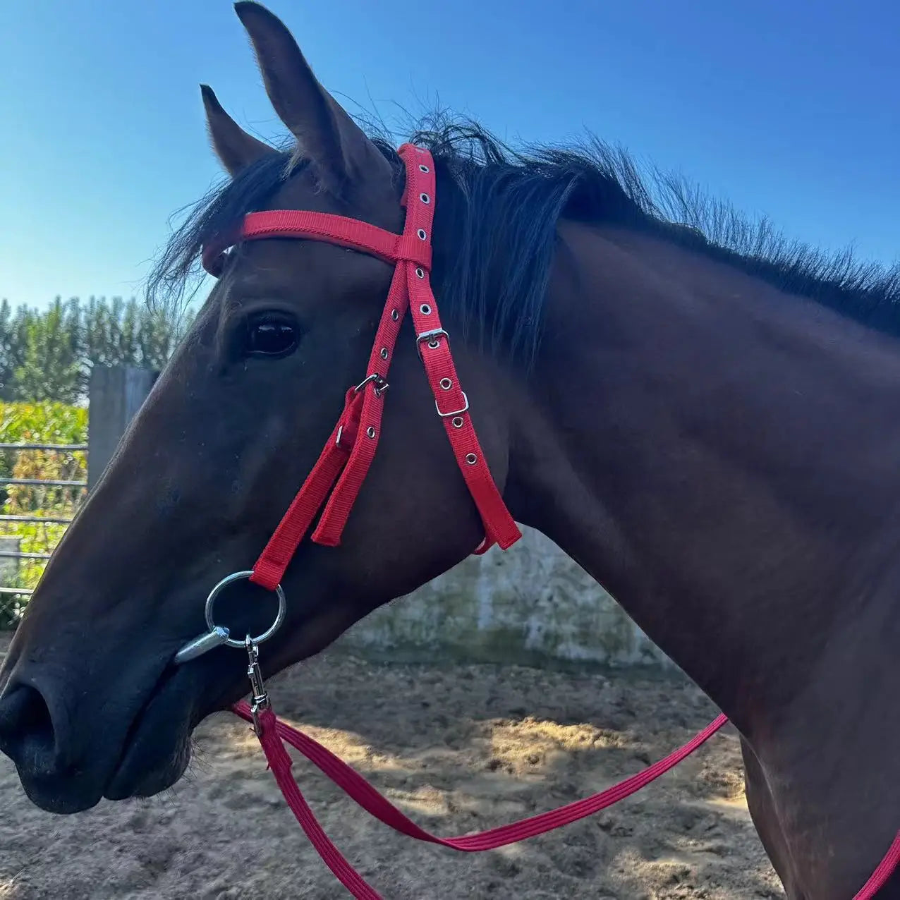 Horse Bridle Harness Set